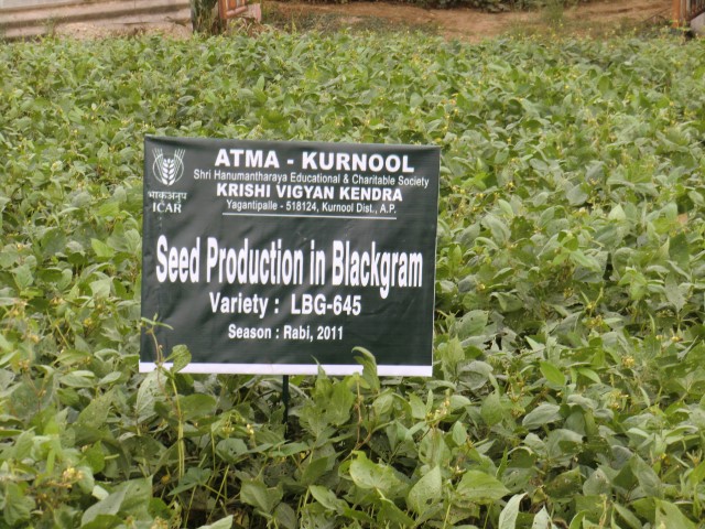 Seed production in black gram.